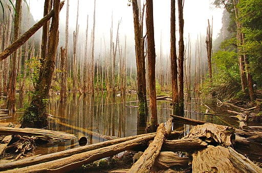 주산 망우 삼림 (왕유썬린)