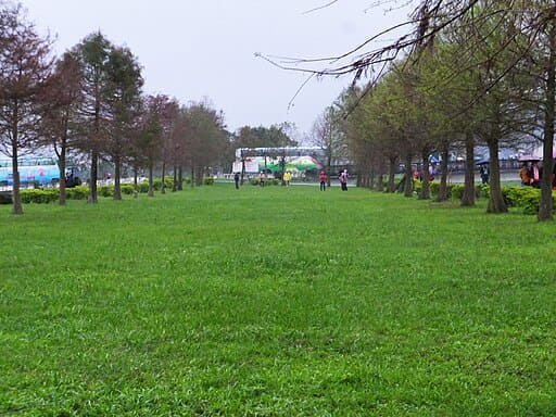 안눙시 낙우송 (안농계 낙우송)