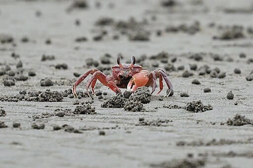 Xiangshan Wetlands (香山濕地)
