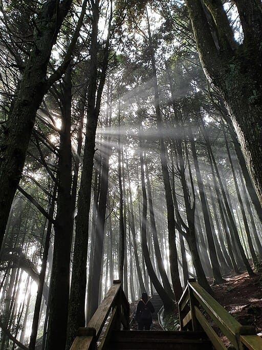 Giant Tree Trail (巨木群步道)