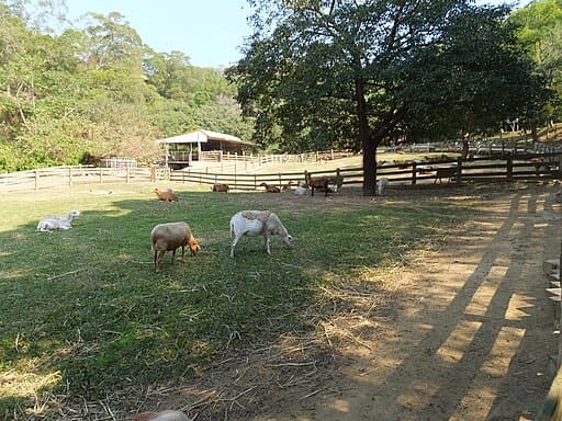 Flying Cow Ranch (飛牛牧場)