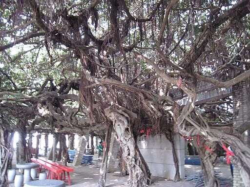 Tongliang Ancient Banyan (通梁古榕)