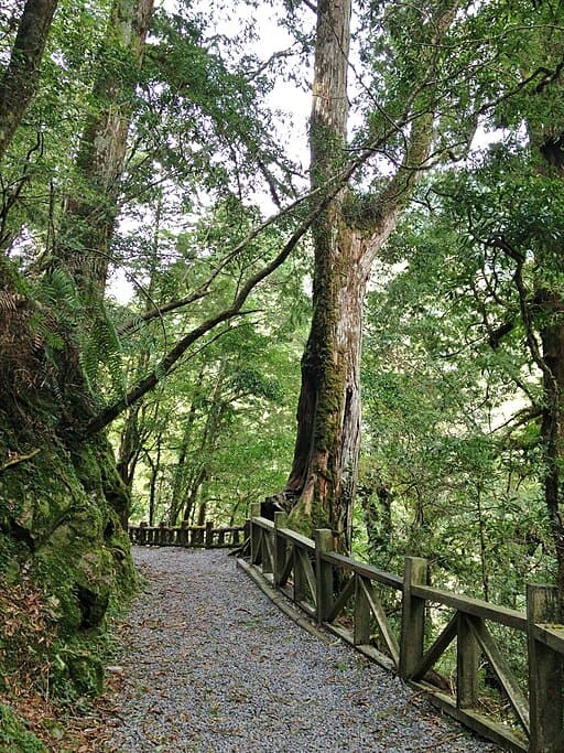 Lalashan Giant Tree Trail (拉拉山巨木群步道)